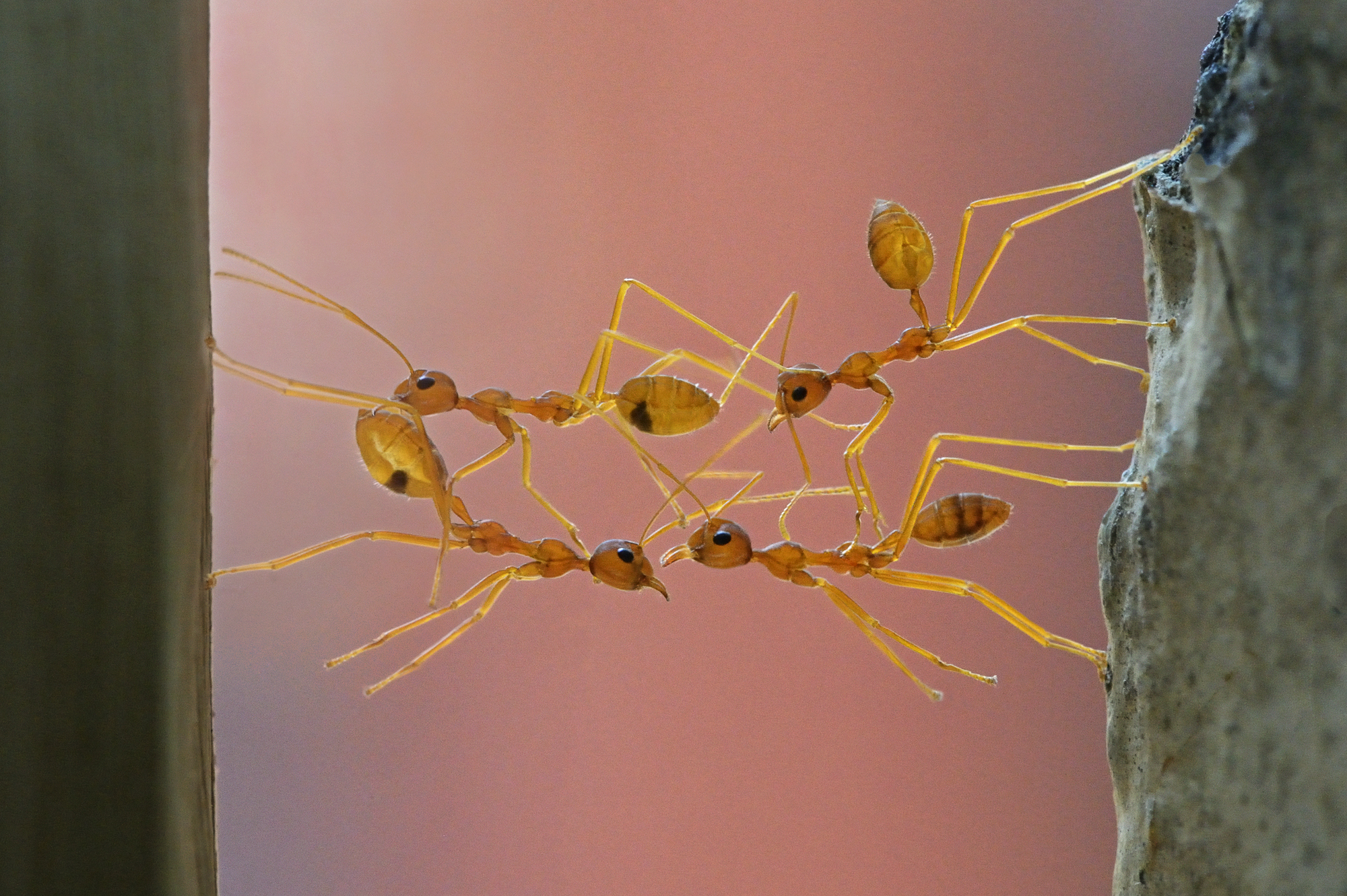 Weaver ants, Oecophylla smaragdina, making a bridge on the gap found on its passage